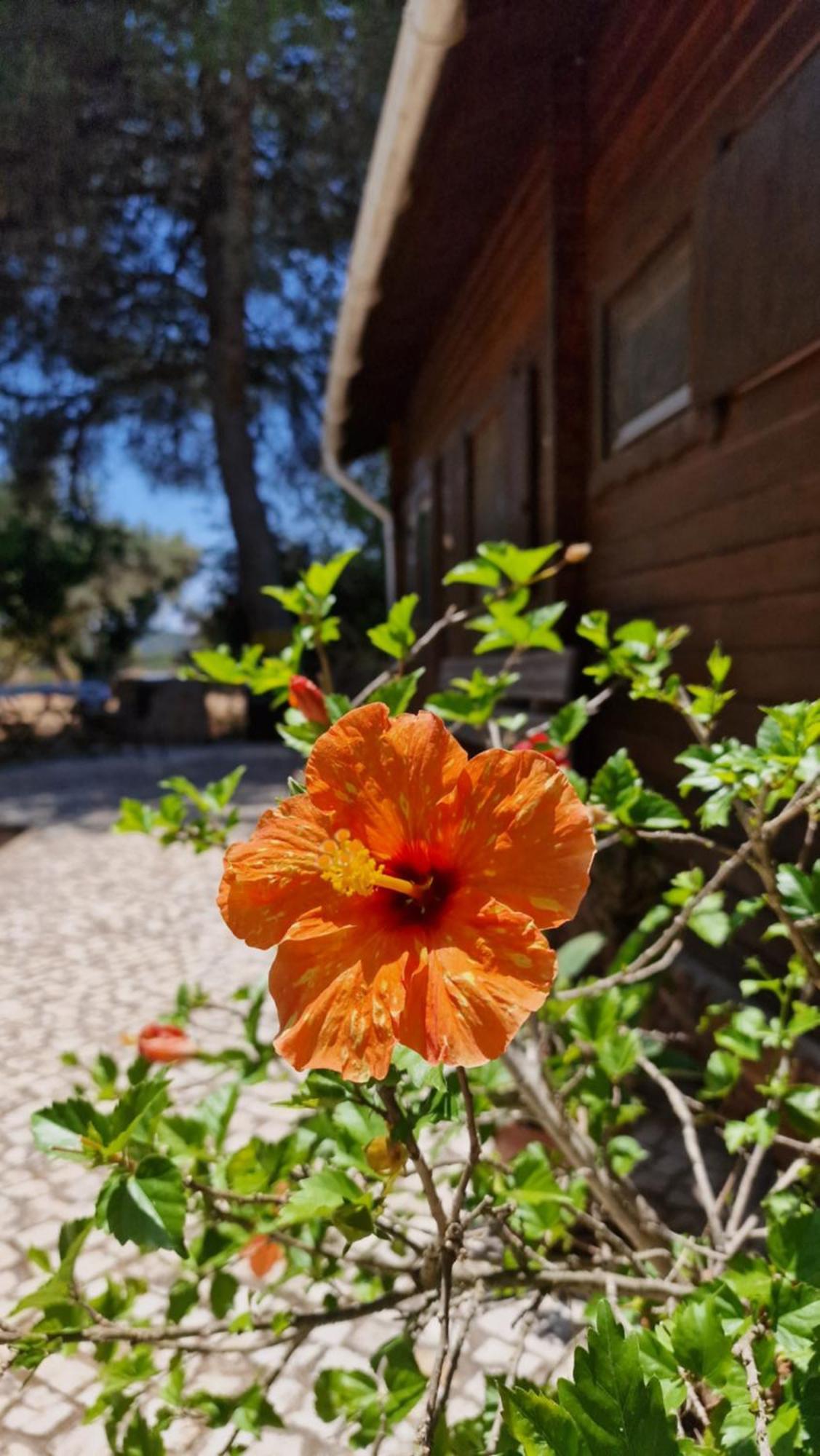 Chalet Villa Mosquito Silves Exterior foto